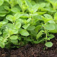 Oregano Herb Seeds for Planting - Grow Fresh Flavor