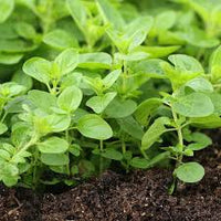 Oregano Herb Seeds for Planting - Grow Fresh Flavor