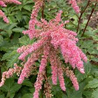 Bressingham Perennial Flower Seeds for Planting