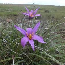 Xerophyta Viscosa Flower seeds for Planting Drought Tolerant Heirloom & GMO Free Seeds for Home Garden