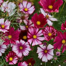 Cosmos Velouette Flower seeds for Planting Long Bloom Season Heirloom & GMO Free Seeds for Home Garden