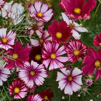 Cosmos Velouette Flower seeds for Planting Long Bloom Season Heirloom & GMO Free Seeds for Home Garden