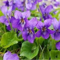 Violet English Flower seeds for Planting Cottage Garden Essential Heirloom & GMO Free Seeds for Home Garden