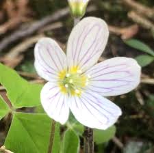 Oxalis Acetosella Flower seeds for Planting - Shade Tolerant, Heirloom & GMO Free Seeds for Home Garden