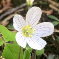 Oxalis Acetosella Flower seeds for Planting - Shade Tolerant, Heirloom & GMO Free Seeds for Home Garden