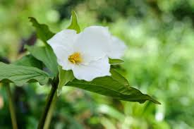 Trillium Flower seeds for Planting Shade Tolerant Heirloom & GMO Free Seeds for Home Garden