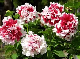Red White Double Petunia Flower Seeds for Planting Heirloom NONGMO Vibrant Garden Blooms 
 
 Sale