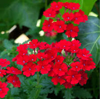 Heirloom Scarlet Flower seeds for Planting Long Bloom Season Heirloom & GMO Free Seeds for Home Garden