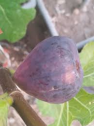 Madeira Fig Fruit Seeds for Planting | Grow Delicious Figs at Home