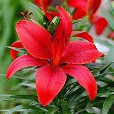 Dark Red Lilium Flower Seeds for Planting Wildflower Mix Heirloom & GMO Free Seeds for Home Garden
 
 Sale