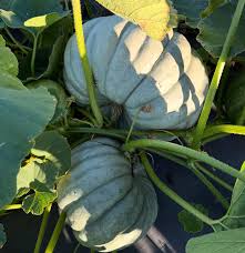 Gray Triamble Pumpkin Seeds for Planting