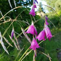 Purple Dierama Pendulum Flower seeds for Planting - Pollinator Friendly, Heirloom & GMO Free Seeds for Home Garden