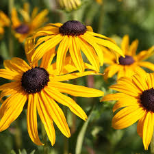 Yellow Goldsturm Flower seeds for Planting - Fragrant Blossoms, Heirloom & GMO Free Seeds for Home Garden
