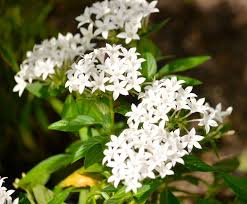 White Pentas Starla Flower Planting - Seeds for Brightening Your Garden with Stunning Blooms