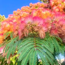 Perfume Albizia Mimosa Flower seeds for Planting Pollinator Friendly Heirloom & GMO Free Seeds for Home Garden