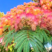 Perfume Albizia Mimosa Flower seeds for Planting Pollinator Friendly Heirloom & GMO Free Seeds for Home Garden