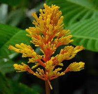 Orange Palicourea Flower Seeds for Planting Colorful Display Heirloom & GMO Free Seeds for Home Garden
 
 Sale