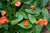 Dark Orange Anthurium Flower Seeds for Planting Vibrant Colors Heirloom & GMO Free Seeds for Home Garden
 
 Sale