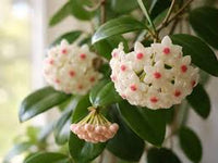 White Hoya Flower Seeds – Drought Tolerant Heirloom & NonGMO for Home Garden
 
 Sale