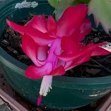Zygocactus Truncatus Dark Pink Flower Seeds for Planting in Gardens - Easy to Grow Flowering Cactus Seeds