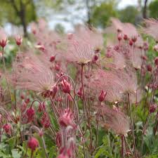 Triflorum Flower seeds for Planting - Long Bloom Season, Heirloom & GMO Free Seeds for Home Garden