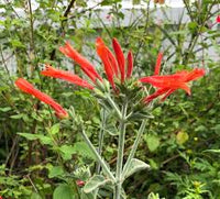 Hummingbird Flower seeds for Planting Seasonal Bloomer Heirloom & GMO Free Seeds for Home Garden 
 
 Sale