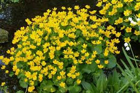 Caltha Palustris Flower seeds for Planting - Vibrant Colors, Heirloom & GMO Free Seeds for Home Garden