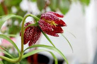 Red Fritillaria Flower Seeds for Planting Garden Favorite Heirloom & GMO Free Seeds for Home Garden
 
 Sale