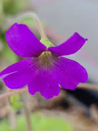 Pinguicula Poldinii Flower seeds for Planting Wildflower Mix Heirloom & GMO Free Seeds for Home Garden