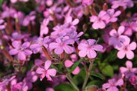 Saponaria Ocymoides Flower seeds for Planting Garden Favorite Heirloom & GMO Free Seeds for Home Garden