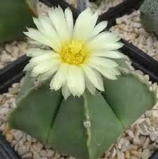 Astrophytum Myriosrigma Flower seeds for Planting - Fragrant Blossoms, Heirloom & GMO Free Seeds for Home Garden
