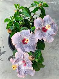 Ash Hibiscus Flower Seeds – Premium Heirloom NonGMO Seeds for Home Garden & Vibrant Blooms
 
 Sale