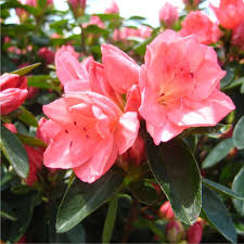 Rhododendron Flower seeds for Planting Long Bloom Season Heirloom & GMO Free Seeds for Home Garden