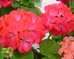 Red Pelargonium Flower Seeds for Planting Shade Tolerant Heirloom & GMO Free Seeds for Home Garden
 
 Sale