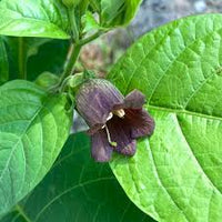 Black Belladonna Flower seeds for Planting - Wildflower Mix, Heirloom & GMO Free Seeds for Home Garden
