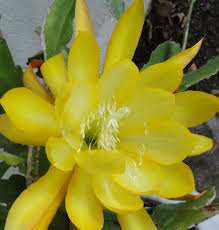 Yellow Epiphyllum Flower Seeds for Planting Bright Blooms Heirloom & GMO Free Seeds for Home Garden
 
 Sale