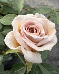 White Brown Rose Flower seeds for Planting Vibrant Colors Heirloom & GMO Free Seeds for Home Garden