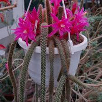 Aporocactus Flower seeds for Planting Pollinator Friendly Heirloom & GMO Free Seeds for Home Garden