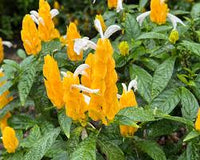 Pachystachys Lutea Flower seeds for Planting - Bright Blooms, Heirloom & GMO Free Seeds for Home Garden