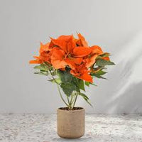 Orange Poinsettia Seeds Flower seeds for Planting Pollinator Friendly Heirloom & GMO Free Seeds for Home Garden