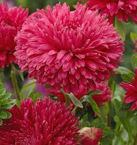 Red China Aster Flower Seeds for Planting Cut Flower Favorite Heirloom & GMO Free Seeds for Home Garden
 
 Sale
