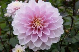 Pale Rose Dahlia Flower Seeds for Planting Cut Flower Favorite Heirloom & GMO Free Seeds for Home Garden  Sale