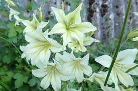 Gladiolus Tristis Flower seeds for Planting Colorful Display Heirloom & GMO Free Seeds for Home Garden
 
 Sale