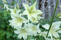 Gladiolus Tristis Flower seeds for Planting Colorful Display Heirloom & GMO Free Seeds for Home Garden
 
 Sale
