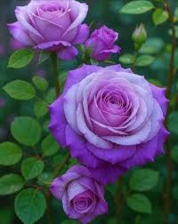 Purple White Climbing Rose Flower Seeds for Planting Fragrant Blossoms Heirloom & GMO Free Seeds for Home Garden
 
 Sale