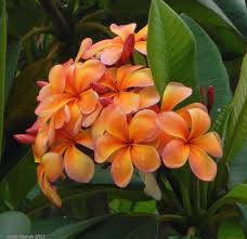 Peach Frangipani Flower seeds for Planting - Sun Loving, Heirloom & GMO Free Seeds for Home Garden