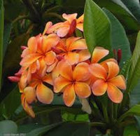 Peach Frangipani Flower seeds for Planting - Sun Loving, Heirloom & GMO Free Seeds for Home Garden