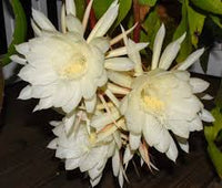 White Nopalxochia Flower Seeds for Planting Low Maintenance Heirloom & GMO Free Seeds for Home Garden
 
 Sale