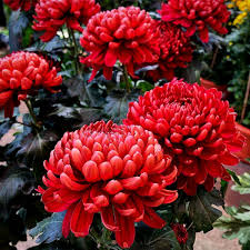 Red Chrysanthemum Flower seeds for Planting - Cut Flower Favorite, Heirloom & GMO Free Seeds for Home Garden