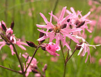 Heirloom Lychnis FlosCuculi Flower seeds for Planting Garden Favorite Heirloom & GMO Free Seeds for Home Garden